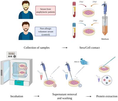 Proteomic and Biological Analysis of an In Vitro Human Endothelial System in Response to Drug Anaphylaxis